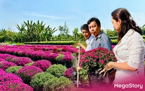 Hàng ngàn giỏ cúc mâm xôi nhiều màu cung ứng Festival hoa kiểng Sa Đéc