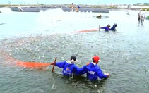 Thực trạng khai thác, nuôi trồng thủy sản của Việt Nam:
Tài nguyên cạn kiệt – nuôi trồng là tất yếu
