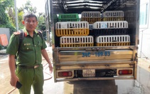Giải cứu 480 mèo sống, tiêu hủy mấy ngàn mèo đông lạnh chuẩn bị nấu cao