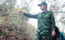 Lũy tre Việt làm hàng rào mềm, dựng 'thành lũy xanh' biên giới