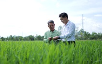 Syngenta Việt Nam ‘trình làng’ công nghệ mới phòng trừ sâu kháng thuốc và gối lứa