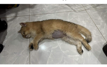 Trẻ hành hạ động vật, bệnh gì?