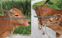 Thanh niên lầy lội hỏi chú bò chỉ đường đến Tam Cốc