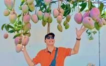 Doanh nghiệp kết nối, tour vườn xoài Khánh Hòa hút khách