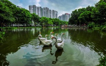 Hành trình thập kỷ ươm ‘rừng’ giữa lòng phố đầy ấn tượng của Gamuda Land tại TP.HCM
