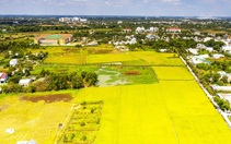 Cần cơ chế mới chuyển đất lúa thành 'vàng'