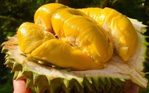 Thêm nhiều vùng trồng được phê duyệt, xuất khẩu sầu riêng sang Trung Quốc bùng nổ?