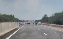 Tài xế giật mình với đàn bò giữa cao tốc Phan Thiết - Dầu Giây