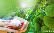 Mê mẩn những vườn trái cây trĩu quả dưới chân đèo Sông Pha
