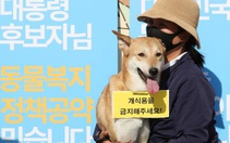 Món thịt chó và những cuộc tranh cãi không hồi kết tại Hàn Quốc