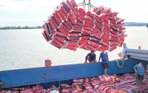 Giá lúa tăng mạnh, vui cho bà con nhưng cần tránh rủi ro