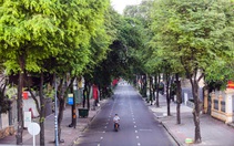 Giữ từng cây xanh ở thành phố