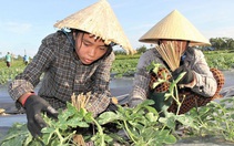 Mồ hôi trên ruộng dưa và những giọt nước mắt quyết tâm học đại học của Trinh