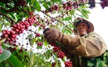 Việt Nam chủ động thích ứng quy định về chống phá rừng của EU