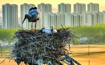 Động vật hoang dã: Kế sách sinh tồn nơi đô thị