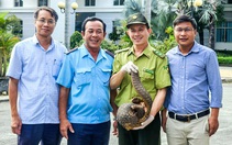 Thêm con tê tê Java 7kg 'đi lạc' ở Trung tâm Công nghệ sinh học TP.HCM