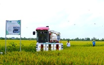 Đồng Tháp đặt mục tiêu 80% diện tích trồng lúa giảm phát thải