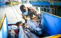 Cá ngừ Việt Nam sang Anh tăng trưởng 'bậc thang'