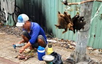 Xót xa chim trời bị treo ngược, làm thịt bán tại vỉa hè TP.HCM