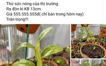 Lan đột biến sốt giá trở lại?