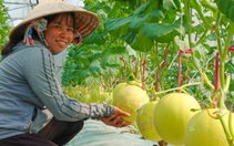 Bạn có biết món dưa lưới hỗ trợ sức khỏe tiêu hóa và hệ miễn dịch?