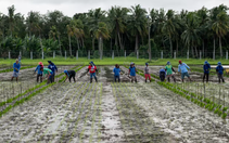 Giá gạo tăng cao nhất trong gần 15 năm, Philippines nhập 1 triệu tấn gạo từ Việt Nam mỗi năm