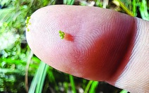 Cái chết của con nai ở vườn địa đàng Belovezh