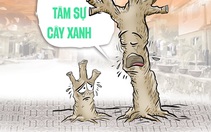 Cây xanh... đứt bóng, chẳng giúp ích gì cho đời