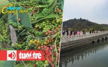 Điểm tin 8h: Hồ tiêu, cà phê xuất từ cảng bị 'rút ruột'; Bốn nhà giáo dục Mỹ bị tấn công bằng dao