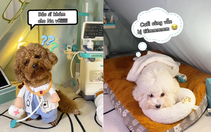 Chú chó đóng giả bác sĩ khám bệnh cho đồng bọn