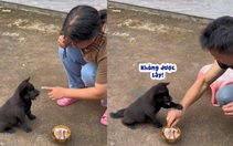 Cún con thông minh biết giữ đồ cho cô chủ