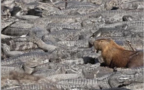 Tại sao giới trẻ mê đứ đừ Capybara?