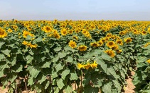 Dùng dầu ăn nào để chiên rán, dầu nào trộn salad thì tốt cho sức khỏe?