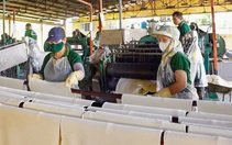 40 năm cao su và sứ mệnh phát triển kinh tế vùng Tây Nguyên