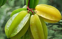 Trái khế là 'vàng mười' cho sức khỏe, dùng chữa bệnh thế nào là đúng?