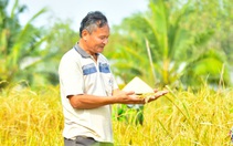 Người phục dựng 40 giống lúa mùa được công nhận ‘nhà khoa học của nhà nông’