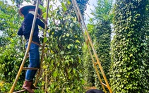 Giá hồ tiêu bật tăng trở lại, chạm mốc 164.000 đồng/kg
