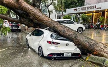 Yêu cầu doanh nghiệp bảo hiểm tạm ứng bồi thường thiệt hại cho người dân ảnh hưởng bão Yagi