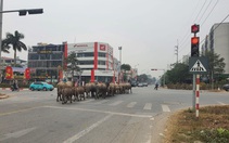 Ảnh vui 21-1: Đàn trâu vượt đèn đỏ