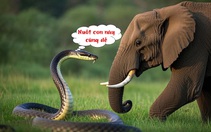 Thành ngữ nào liên quan đến rắn và voi?