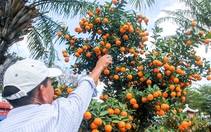 Quyên góp quất cảnh sau Tết để phủ xanh các khu đất công cộng