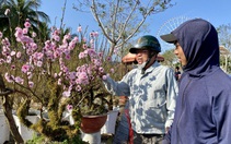 Chợ hoa xuân Đà Nẵng thấp thỏm lo mưa, nhiều tiểu thương giảm giá sớm