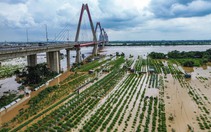 Sông Hồng qua Hà Nội mênh mông nước, làng đào lại ngâm mình trong dòng lũ