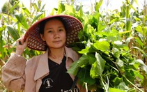 Nữ sinh viên núi rừng Ia Pia chăm bò, nuôi tằm, gói bánh thuê… kiếm tiền đi học