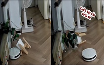 Nhà không có camera thì nỗi oan này mèo biết kể cho ai