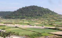 Chuyển 2,8ha đất trồng tỏi ở Lý Sơn sang làm du lịch