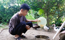 Cha ung thư mất, mẹ cũng ung thư, nam SV Quảng Ngãi nuôi trăm con gà mua thuốc cho mẹ