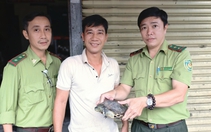 Rùa cổ sọc 'đi lạc' ở xã Bà Điểm, người bán trái cây bắt được giao Kiểm lâm TP.HCM