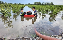 Nỗ lực bơm nước cứu hàng chục héc ta mai vàng bị ngập ở Bình Lợi