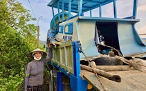 Dân nuôi hải sản gạt nước mắt nhìn cá chết trắng mặt đầm sau bão số 13